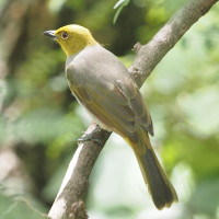 Yellow-throated Bulbul